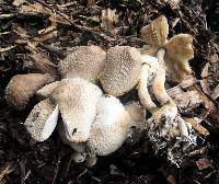 Leucocoprinus cepistipes image