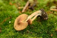 Inocybe flocculosa image