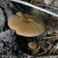 Callistosporium luteo-olivaceum image