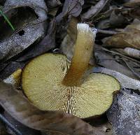 Callistosporium luteo-olivaceum image