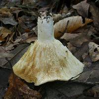 Lactifluus glaucescens image