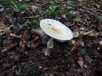 Amanita velatipes image