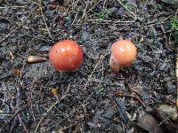 Chalciporus pseudorubinellus image