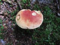 Boletus miniato-olivaceus image