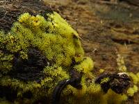Ceratiomyxa fruticulosa var. fruticulosa image