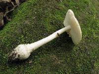 Amanita multisquamosa image