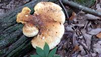 Piptoporus quercinus image