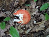 Russula flavisiccans image