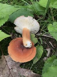 Lactifluus hygrophoroides image