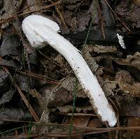 Amanita maryaliceae image