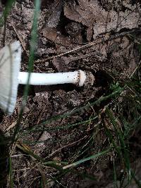 Amanita farinosa image