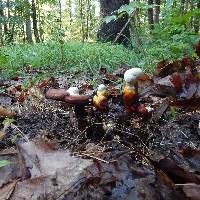 Ganoderma curtisii image