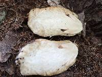 Volvariella bombycina image