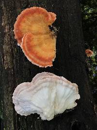 Laetiporus cincinnatus image