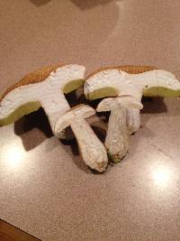 Boletus variipes image