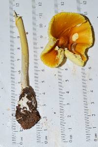 Amanita banningiana image