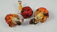 Hygrocybe aurantiosplendens image