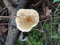 Russula pectinatoides image