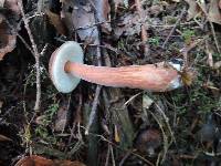 Austroboletus gracilis image