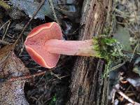 Chalciporus pseudorubinellus image