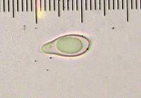 Tylopilus rubrobrunneus image