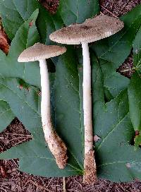Amanita sect. Vaginatae image