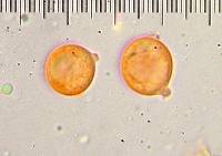 Amanita sect. Vaginatae image