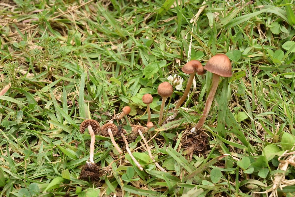 Panaeolus castaneifolius image