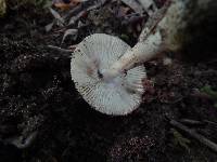 Amanita pseudovolvata image