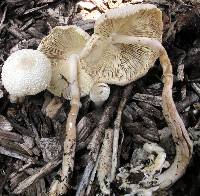 Leucocoprinus cepistipes image