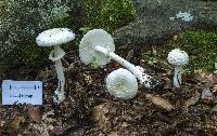 Amanita multisquamosa image