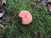 Russula minutula image