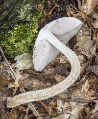 Pluteus tomentosulus image