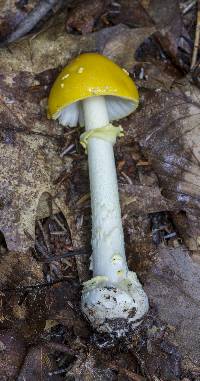 Amanita frostiana image