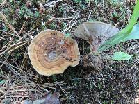 Coltricia perennis image