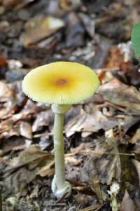 Amanita banningiana image