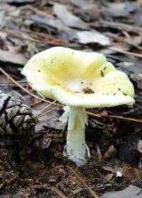 Amanita banningiana image