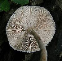 Macrolepiota prominens image