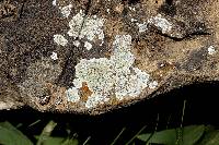 Lecanora valesiaca image