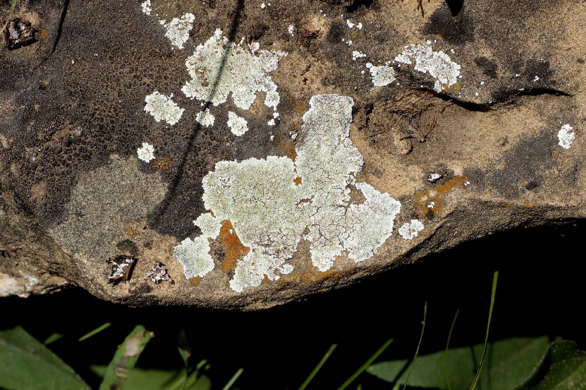 Lecanora valesiaca image