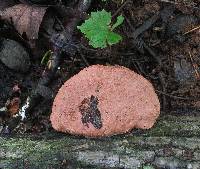 Hapalopilus nidulans image