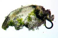 Lecanora carpinea image