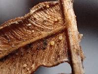 Peziza echinulata image
