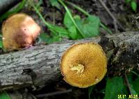 Polyporus ciliatus image