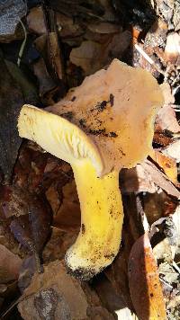 Lactifluus hygrophoroides image