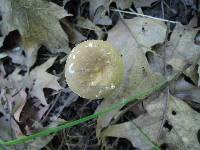 Lactarius fumosus var. fumosus image