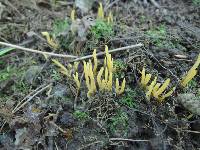 Clavulinopsis laeticolor image