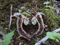 Boletus vermiculosus image