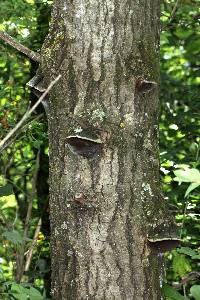 Phellinus tremulae image