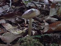 Amanita solaniolens image